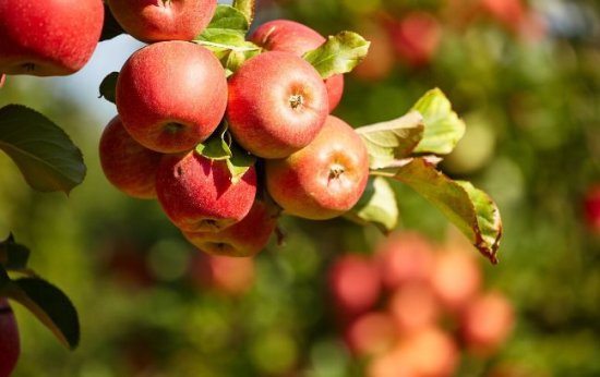 苹果<em>有多少种</em>？按果实发育期只有早熟、早中熟、中晚熟和晚熟4种