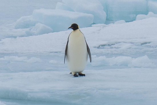 研究者首次确认南极大陆出现高致病性禽流感<em>病毒</em>