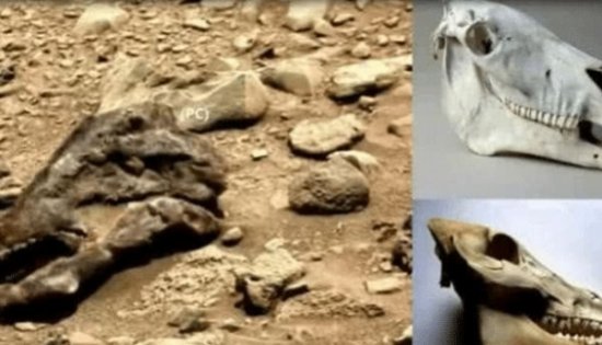火星古老<em>生命之谜</em>？火星发现奇怪不明物，极似霸王龙头骨！