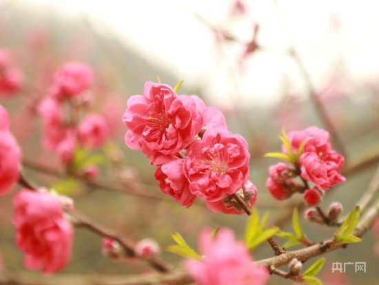 发现春之美|湖南城步：二月春风传花信 满树桃花烂漫红