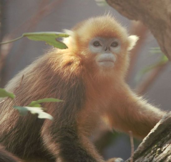 非常有爱！武汉动物园5只金丝猴有了<em>霸气的名字</em>