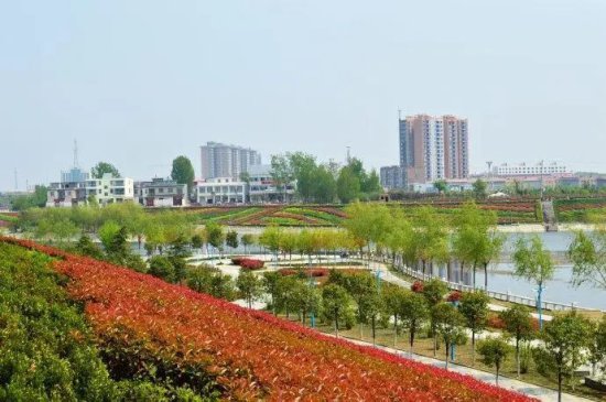 魏春明：赵河公园柳树林-河畔上那一抹绿云