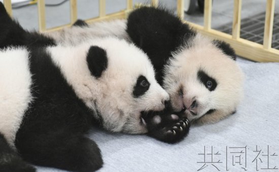 日媒：上野动物园游客翘首期盼大熊猫<em>双胞胎</em>亮相