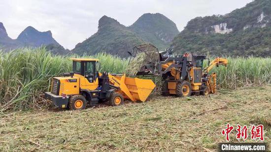 壮乡广西武鸣：制糖企业数字化转型 蔗农生活越过越“甜”