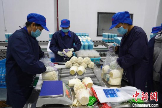 广西贵港：小菌菇“长”成富民兴村“大产业”
