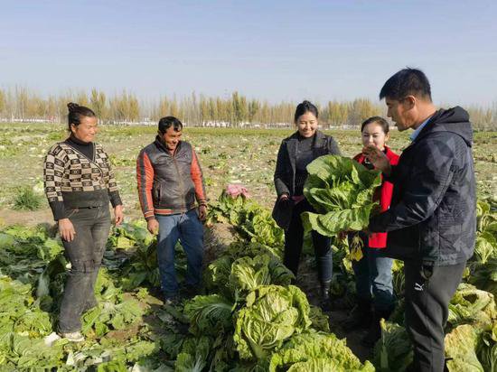 疏勒县：大白菜丰收采摘忙 村民增收有保障