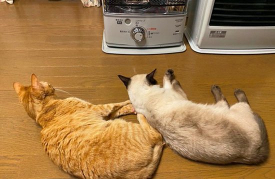 主人关掉了暖炉，2只<em>猫</em>的表情过于现实了：你<em>什么意思</em>啊？