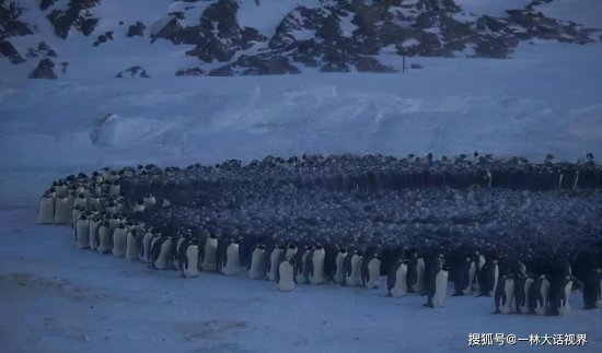 内层快热晕了，外层快冻倒了，南极皇帝<em>企鹅为什么要</em>抱团取暖？