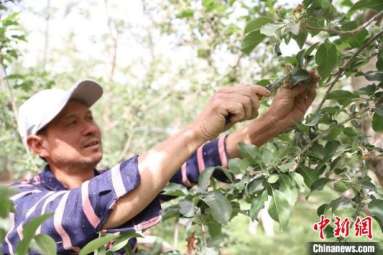 世界广泛<em>种植</em>的苹果何以在新疆阿克苏独一无二？