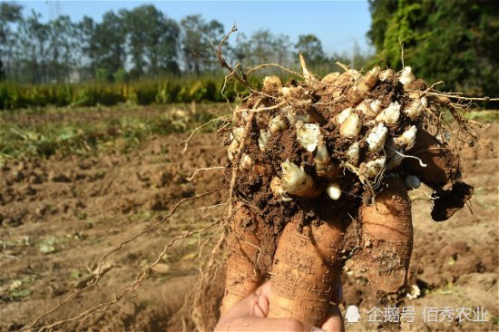 农民<em>种植中药材</em>，长得像萝卜，产量似红薯，稳收如粮食