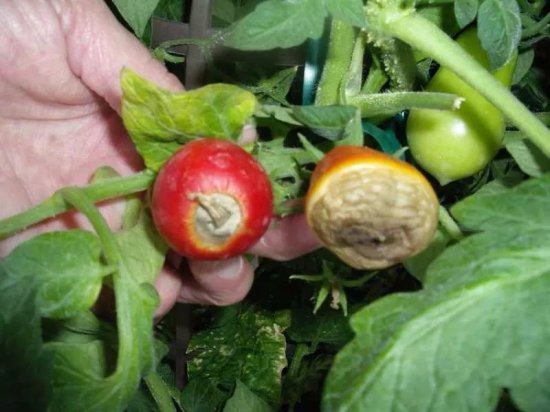 养番茄好不容易结果，<em>果实</em>底部却出现腐烂的情况，怎么解决？