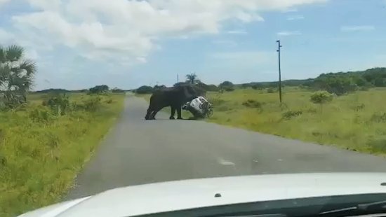 <em>南非</em>一<em>大象</em>撞上一辆载有一家四口的汽车 将其掀翻