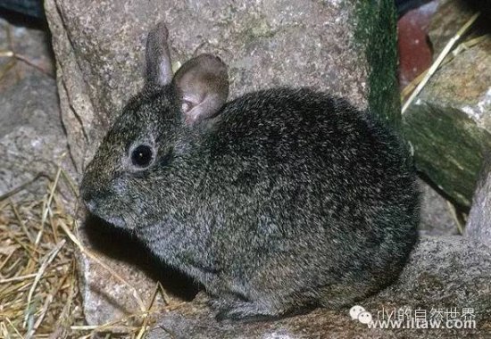 火山 物种 今日 volcano rlyl rabbit/生长繁殖 Growth and Breed