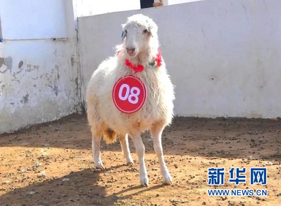 50只高端风味盐池滩羊将于28日线上拍卖-新华网宁夏频道