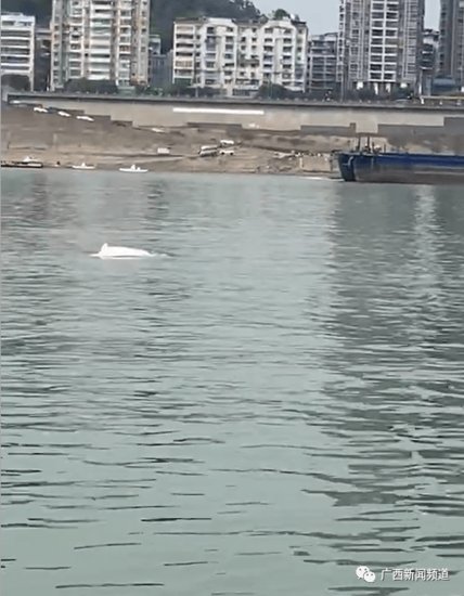 西江梧州水域惊现<em>中华白海豚</em>！距入海口超300公里，它迷路了吗...