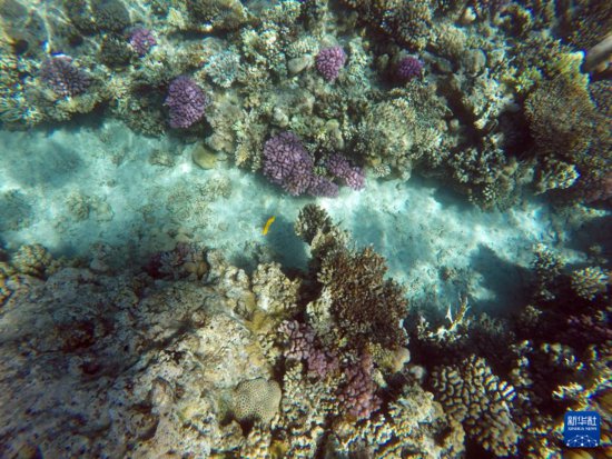 红海下的多彩珊瑚