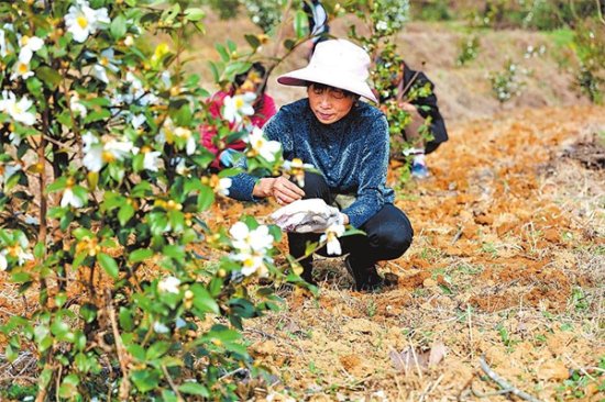 光山县油茶树下套种药材促增收