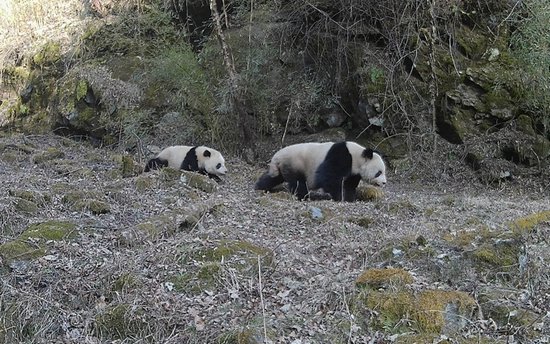 野生大熊猫“母子”同框，高清影像来啦！