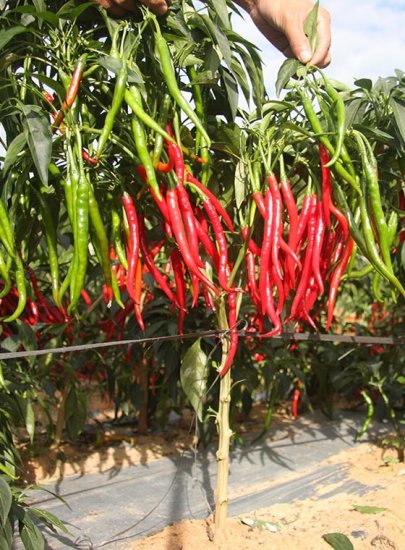 川椒种业：各区域选择对的辣椒种子品种的重要性