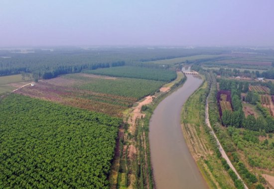 故道的树——豫东黄河故道百年绿色传-河南融头条