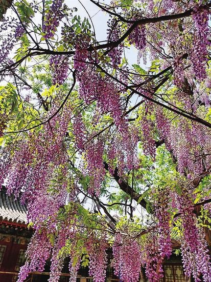 紫藤花如瀑绽放 为太原地标景区增添了清香韵味