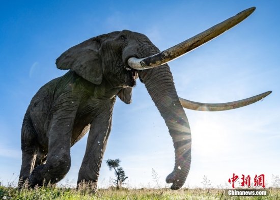 肯尼亚<em>大象与</em>相机近距离互动“抢镜”