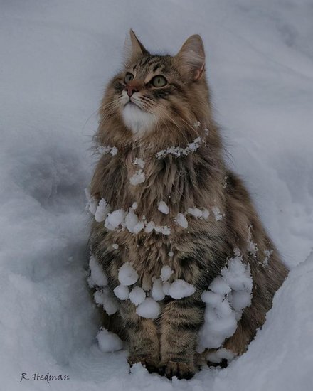 冬日里的雪地精灵——来自北欧国家的<em>挪威森林猫</em>
