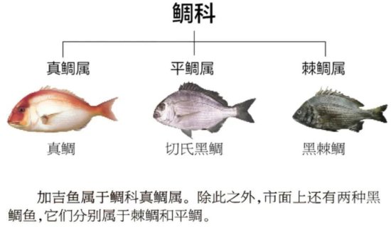 海产鱼类中<em>有很多鱼</em>叫“鲷”，大部分可以吃而且好吃，比如真鲷...