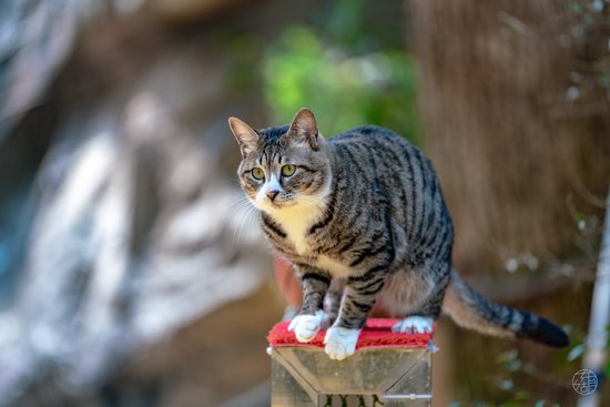 <em>本喵</em>驾到！东湖的明星杂技猫是如何炼成的？