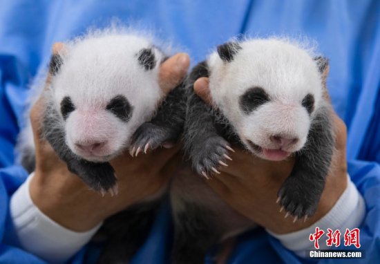 韩国<em>爱宝</em>乐园公开雌性双胞胎大熊猫幼崽照片