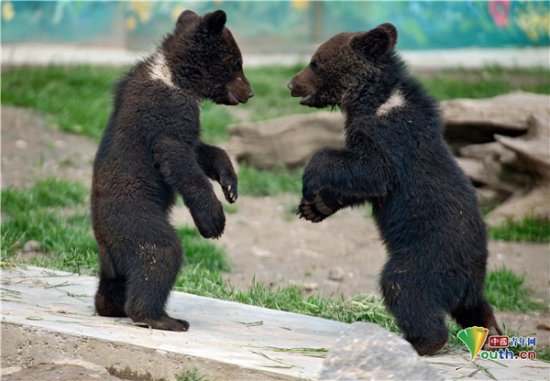 太萌了！乌克兰动物园内棕熊宝宝嬉戏打闹