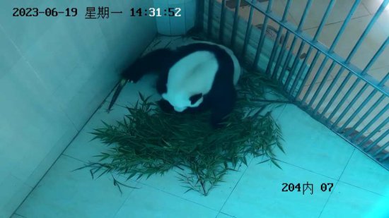 2023年熊猫中心首只熊猫宝宝出生