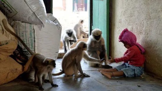 印度<em>猴子幼崽被</em>杀展开复仇，“连环谋杀”250只狗，拖到高处...