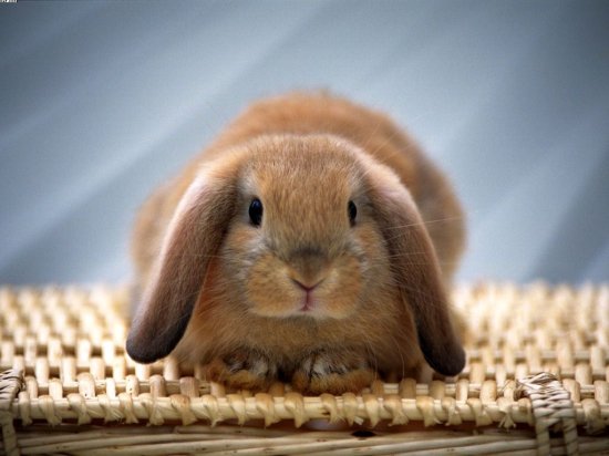 可爱/相关标签壁纸动物兔子