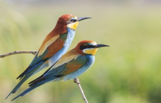 研究：鸟类也“离婚”，雄性搞“婚外情”和长途迁徙是<em>主要原因</em>