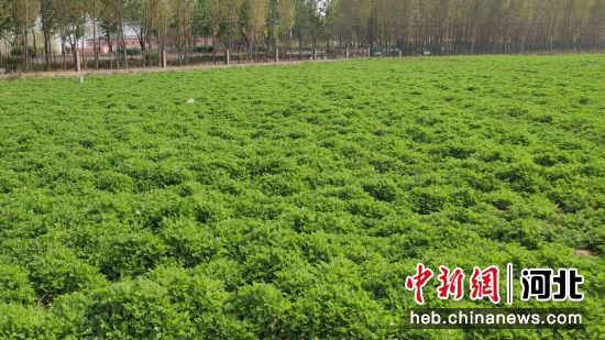 河北冀州推动农文旅结合 打造艾灸养生主题美丽乡村