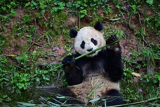 中美将开启新一轮大熊猫保护合作