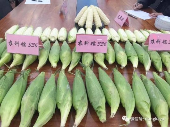 北京种 中国芯 领跑的<em>玉米种子</em>