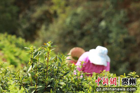 贵州剑河：种下“致富树” 催红“产业花”