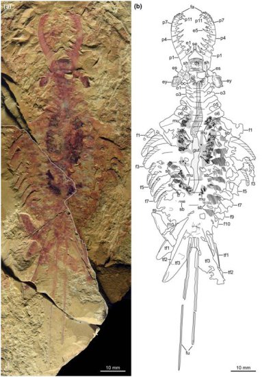 澄江动物群完整化石标本揭示奇虾类系统演化新信息