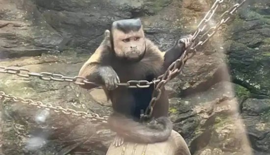 走！<em>带</em>你去动物园看“<em>国字</em>脸”猴