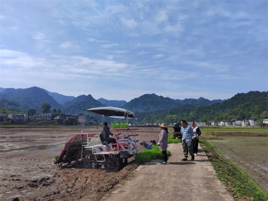 重庆奉节：17万亩水稻插秧工作全面展开<em> 机械</em>化助力提升种植效率