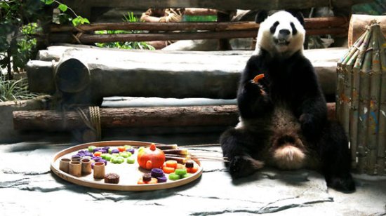 公益活动走进动物园 亲子家庭为大熊猫制作中秋花灯和月饼