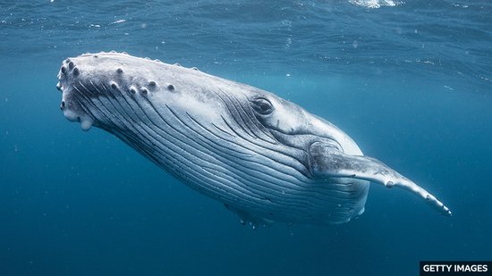 Whale song mystery solved by scientists 科学家揭开<em>鲸鱼</em> “歌声...