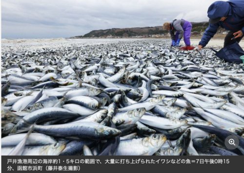 日本又曝千吨“死鱼尸潮”涌向海岸，英媒称与核污水有关，日本...