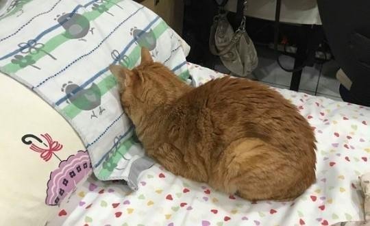 橘猫喜欢吸主人手指，睡在主人脸上“强迫“他吸自己，真可爱