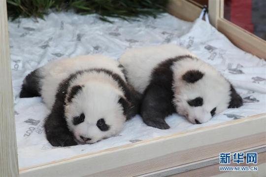 在德国出生的大熊猫<em>双胞胎取名</em>“梦想”“梦圆”