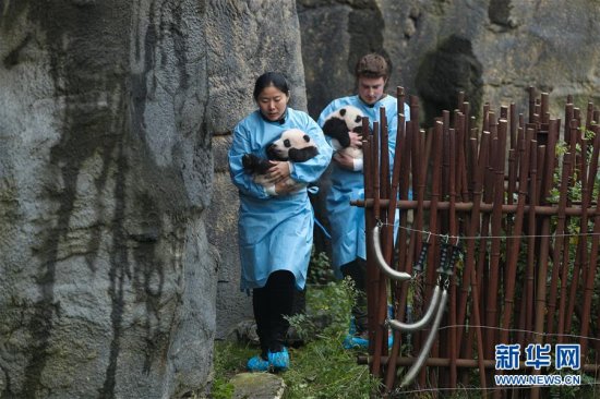 比利时出生的大熊猫双<em>胞胎取名</em>“宝弟”“宝妹”