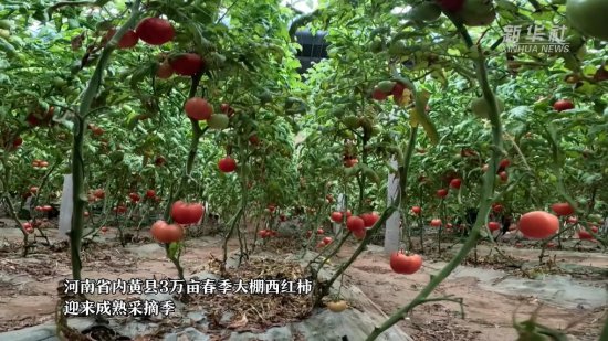 河南内黄：3万亩大棚西红柿采摘上市