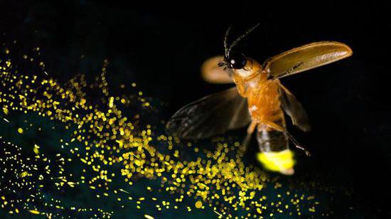 这种<em>昆虫为何能</em>发光？一起来看科学家研究拍摄的绚目萤火虫